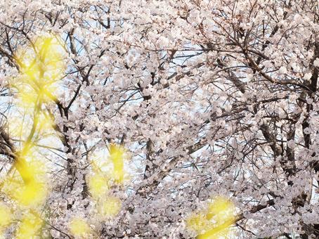 滋賀 近江八幡 桜 11 滋賀 近江八幡 桜 11の写真