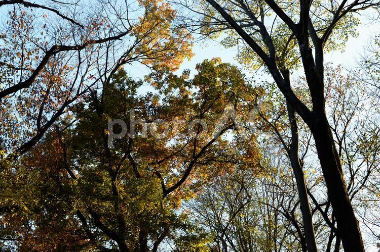 樹木のある風景 木,樹木,枝の写真素材