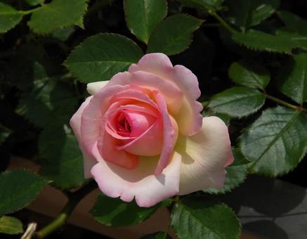 バラ ピエール・ドゥ・ロンサール バラ ピエール・ドゥ・ロンサール バラ,ピエール,ドゥの写真素材