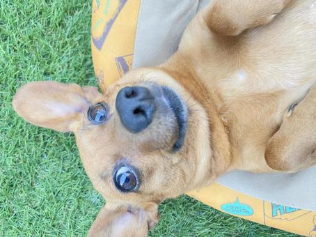 犬 犬の写真
