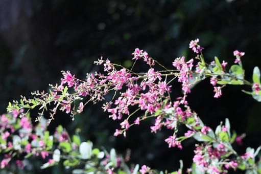 枝に咲くピンク色のハギの満開の花 枝,咲く,ピンク色の写真素材