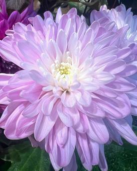 透明感のあるマム 透明感のあるマム マム,キク,花の写真素材