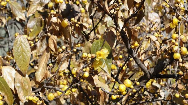 Wintersweet, JPG Wintersweet, JPG