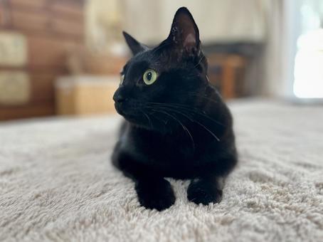 キュートなロンちゃん♡ キュートなロンちゃん♡ ねこ,黒猫,かわいいの写真素材