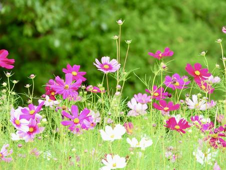 秋桜 秋桜 秋桜,コスモス,秋の写真素材