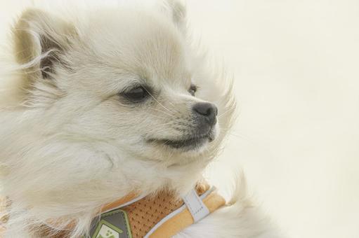 ポメラニアン【生後約8か月】 ポメラニアン【生後約8か月】 ポメラニアン,犬,いぬの写真素材