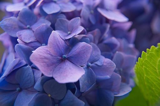梅雨の季節に咲く青紫の紫陽花のアップ 梅雨の季節に咲く青紫の紫陽花のアップの写真