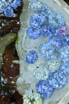 紫陽花 鎌倉の写真