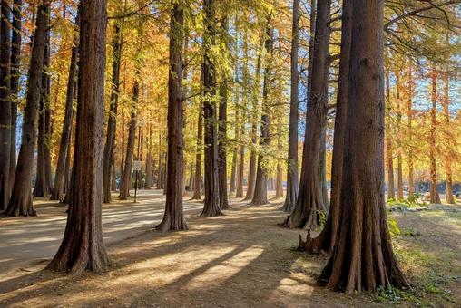 秋の木漏れ日 秋,木漏れ日,メタセコイアの写真素材