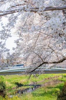 東京都 調布市 野川に咲く桜 東京都 調布市 野川に咲く桜 調布市,東京,多摩川の写真素材