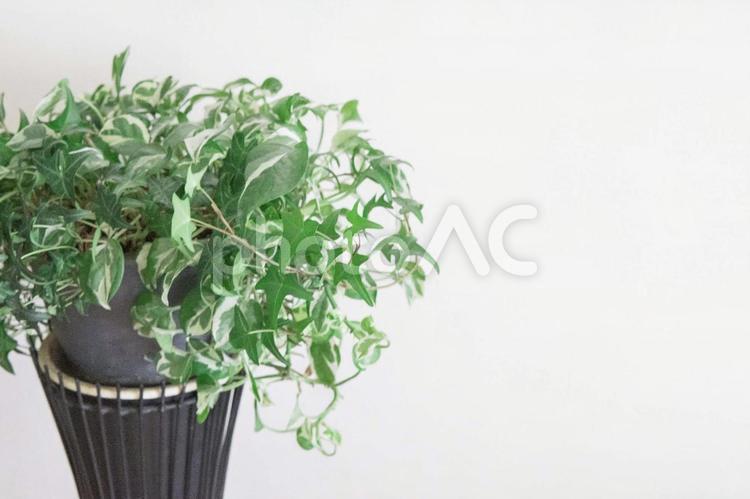 観葉植物 観葉植物,白ボード,グリーンの写真素材