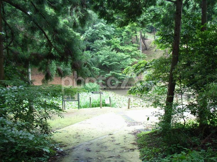 山中城箱井戸 山中城,三島,北条氏の写真素材