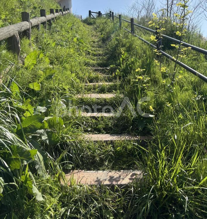 草に覆われた木の階段と青空の風景 階段,草むら,木の階段の写真素材