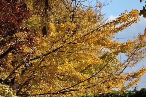 青空と黄色く色づくイチョウ大樹の風景 青空,黄色く,色づくの写真素材
