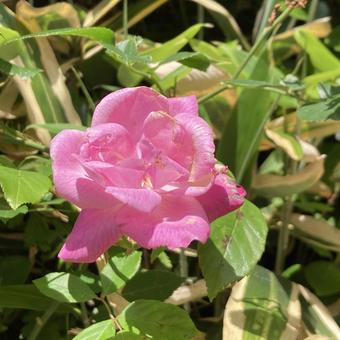 畑に咲く花の写真