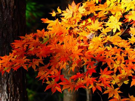 紅葉（生坂・京ヶ倉） 紅葉,もみじ,秋の写真素材
