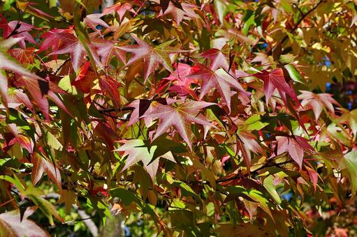 秋の始まり モミジバフウ 秋の始まり モミジバフウ 紅葉,モミジバフウ,紅葉葉楓の写真素材