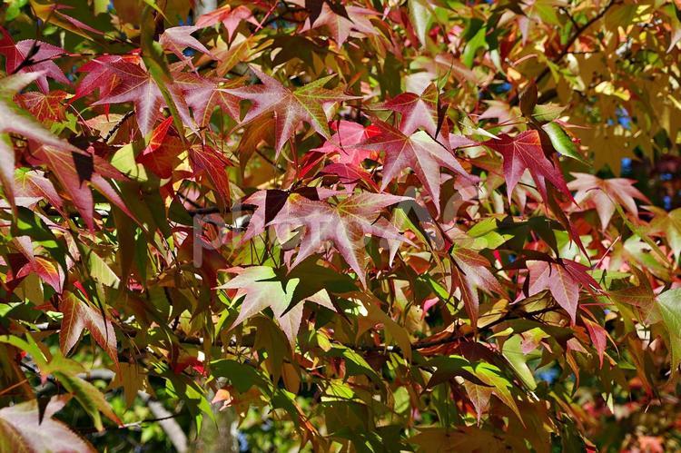 秋の始まり　モミジバフウ 紅葉,モミジバフウ,紅葉葉楓の写真素材