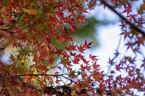 深まる秋のグラデーション 紅葉,もみじ,秋の写真素材