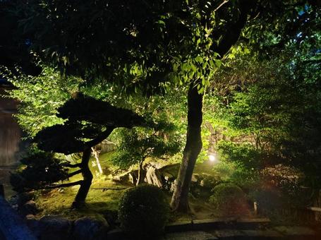 ライトアップされた庭 庭,庭園,夜景の写真素材