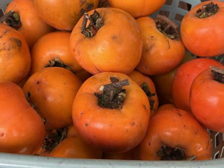 柿 柿,果物,渋柿の写真素材