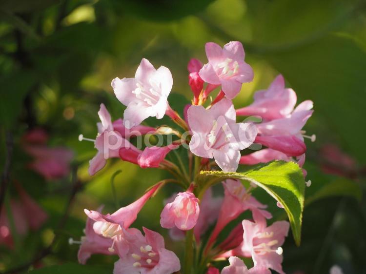 タニウツギ　ピンクの花⑮ タニウツギ,谷空木,満開の写真素材