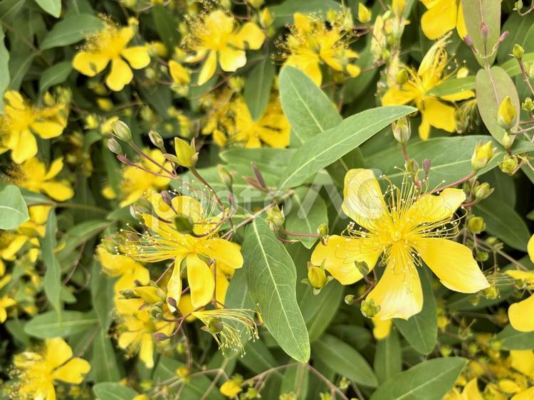 黄色いビヨウヤナギの花の群生 ビヨウヤナギ,美容柳,キンシバイの写真素材