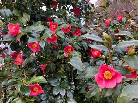 椿 椿 椿,花,冬の写真素材