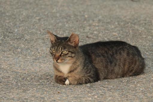 公園ネコ 沖縄県 那覇市 公園ネコ 沖縄県 那覇市の写真