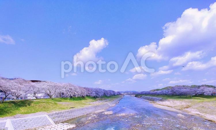 春の風景/川沿いの桜並木と空雲・三刀屋川 川,三刀屋川,春の風景の写真素材