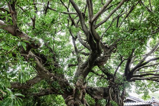 Photo, akou, large akou, wood, 