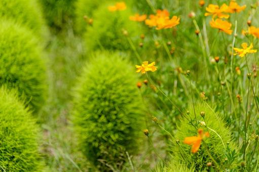 Green kochia and blooming yellow cosmos, JPG Green kochia and blooming yellow cosmos, JPG