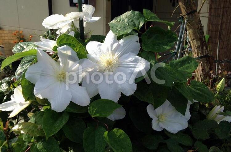 クレマチス（白雪姫） 白花,大輪,春の写真素材