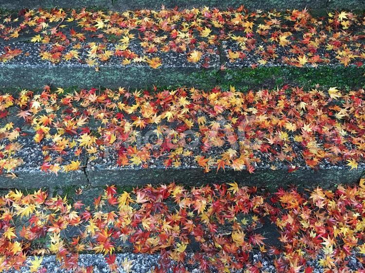 紅葉の落ち葉の絨毯 背景,秋,紅葉の写真素材