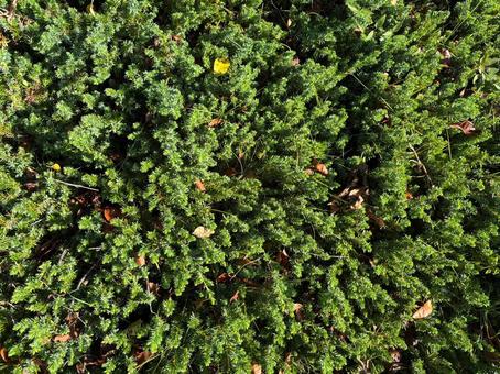 森のようなハイネズ（這杜松）の写真