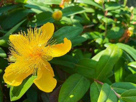 満開に咲くセイヨウキンシバイの黄金の花2 満開に咲くセイヨウキンシバイの黄金の花2 セイヨウキンシバイ,キンシバイ,ヒペリカムの写真素材