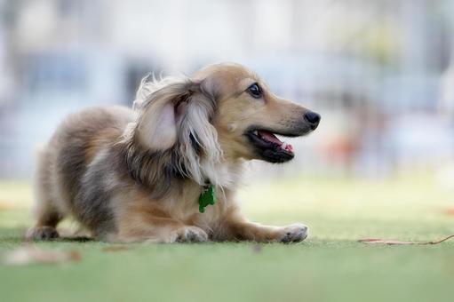 ワンコのポートレート 犬,カニンヘン,カニンヘンダックスフンドの写真素材