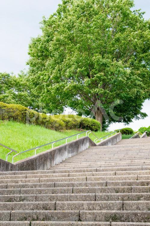 公園の上り階段 階段,上り,のぼりの写真素材