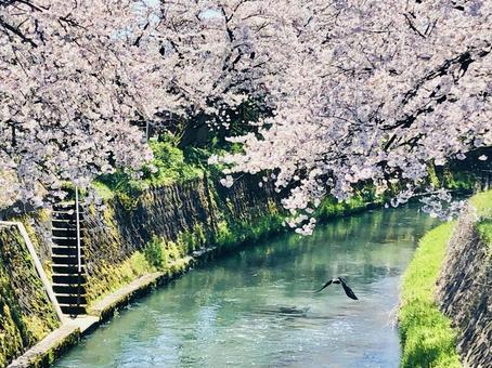桜と川と鳥と 桜,花,植物の写真素材