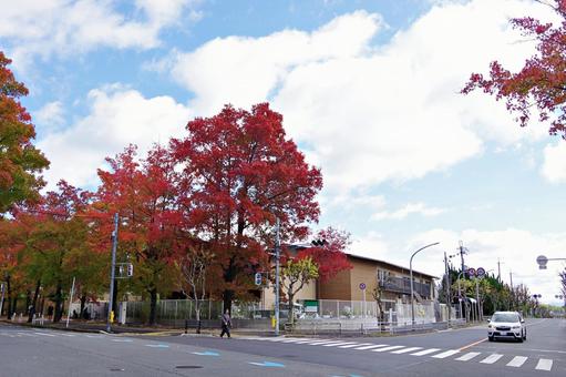 11月の三色彩道にて タイワンフウ,アメリカフウ,モミジバフウの写真素材