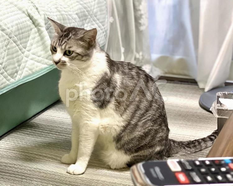 横から見たお座りするサバ白猫さん 猫,サバシロ,お座りの写真素材