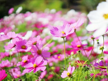 満開のピンクのコスモス 満開のピンクのコスモス コスモス,ピンク色,花の写真素材