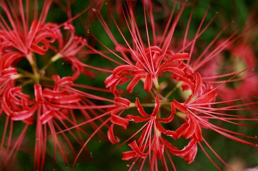 曼殊沙華の写真