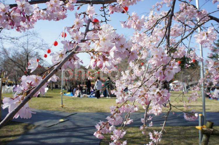花見会場の桜 花見会場の桜,お花見会場,花見会場の写真素材