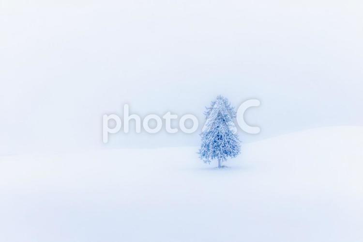 雪に耐えて佇む大樹 きれい,もや,ソフトフォーカスの写真素材