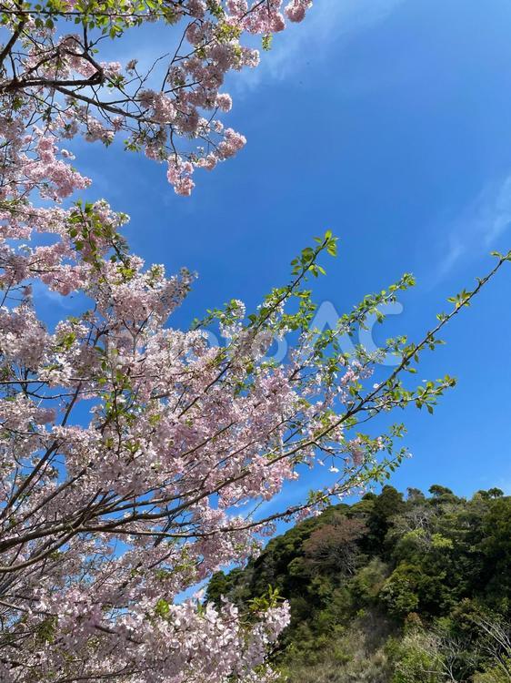 散りかけの桜 桜,葉桜,初夏の写真素材