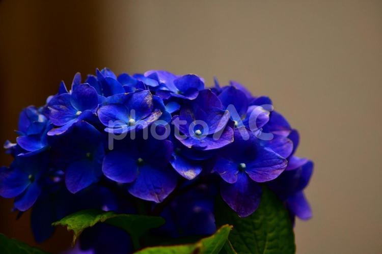 アジサイ　あじさい　紫陽花　青系 flower,あめ,つゆの写真素材