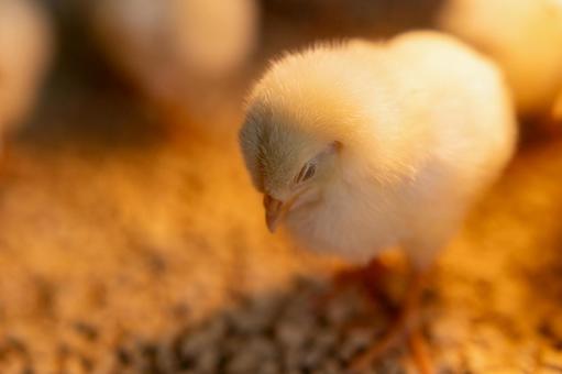 立ったままウトウトと居眠りするヒヨコ ヒヨコ,居眠り,寝るの写真素材