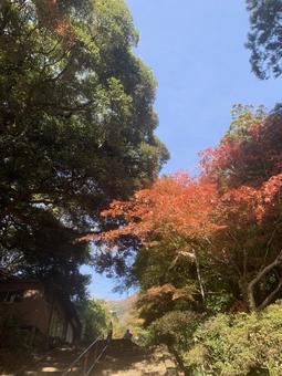 紅葉と石段の秋景色 紅葉と石段の秋景色 紅葉,石段,秋の写真素材