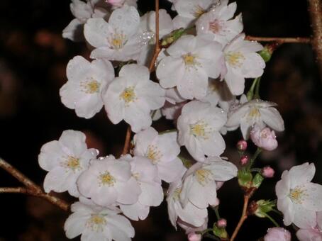 夜桜の写真